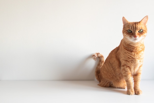 Lo zenzero simpatico gatto seduto e guardando con curiosità sulla superficie bianca