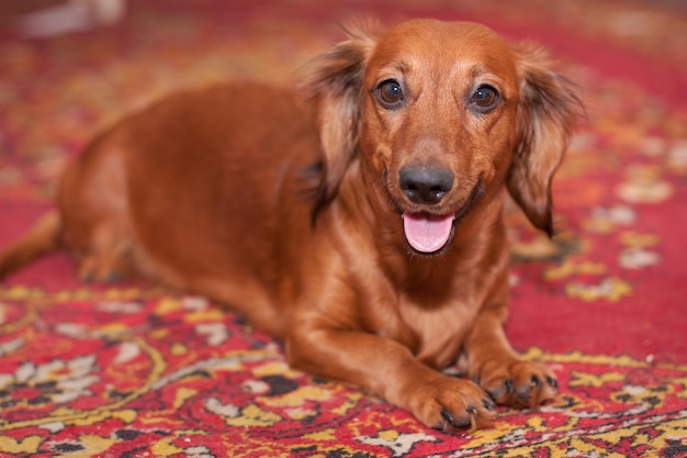 Photo ginger dachshund is on the red carpet