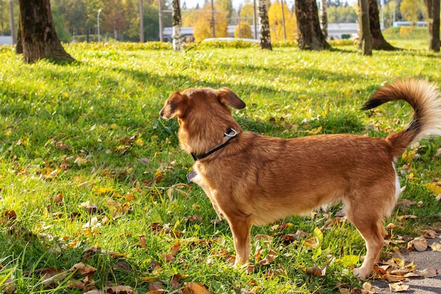 Ginger dog on grass in autumn park