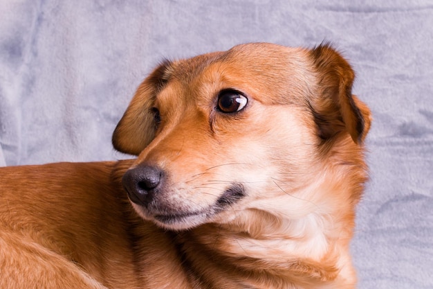 Ginger dog on a gray background closeup