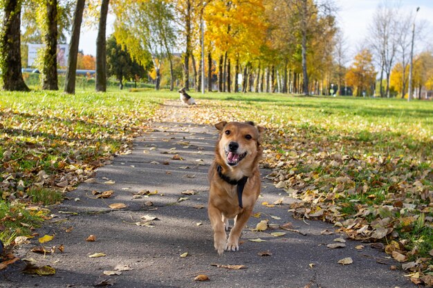 Ginger dog runs along a path among autumn leaves