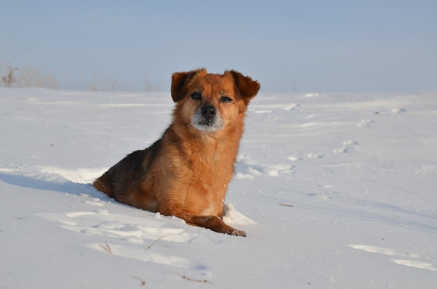 Cane zenzero nella neve.