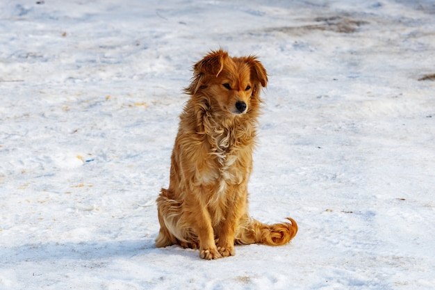 Ginger dog in sunlight sits on snow covered ground