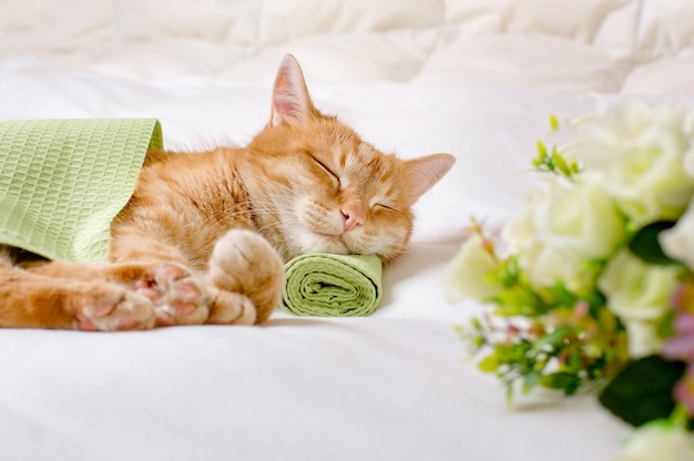 A ginger domestic cat sleeps with its head on a green towel