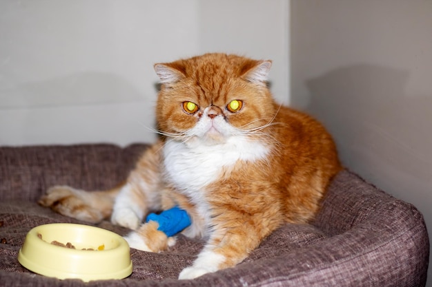 Ginger exotische kat met een katheter op zijn poot