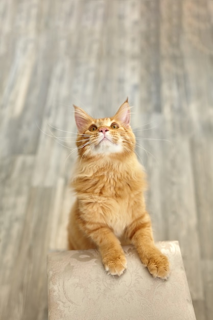 Рыжий пушистый кот мейн-кун стоит на задних лапах и поднимает глаза, что-то просит,
