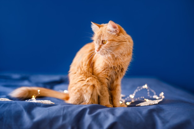 A ginger fluffy cat sits on the bed and washes on a blue background with a Christmas garland.