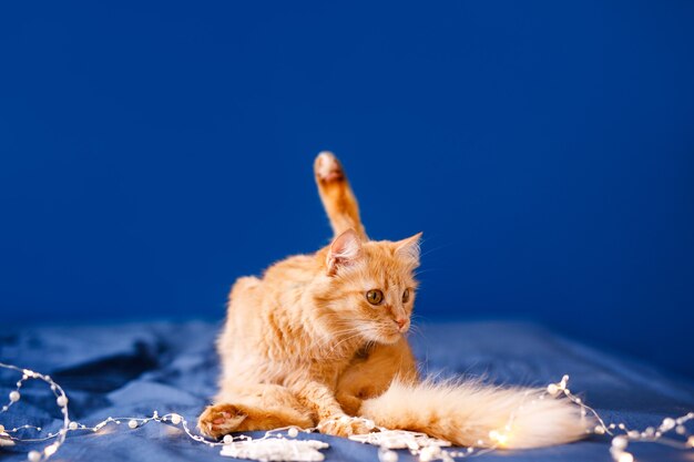 A ginger fluffy cat sits on the bed and washes on a blue background with a christmas garland.