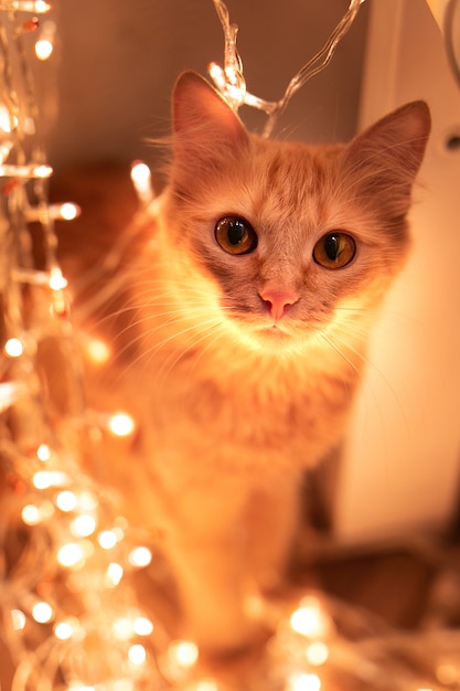 Ginger fluffy cat with warm yellow bokeh. New Year theme