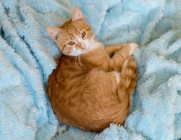 Foto ginger kat rust op een lichtblauwe deken huisdieren