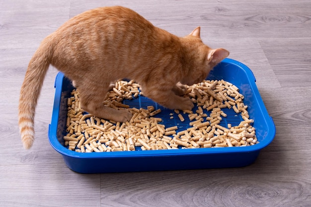 Ginger kitten digs in the tray closeup