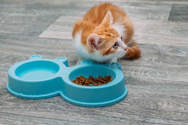 Ginger kitten eats dry food from a blue bowl on the kitchen floor. Kitten food concept