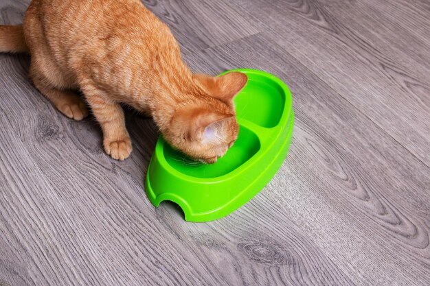 Ginger kitten eten uit een groene kom