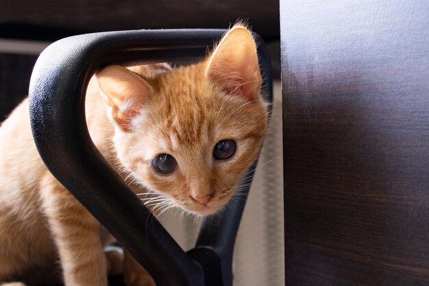 Ginger kitten gluurt uit op de stoel