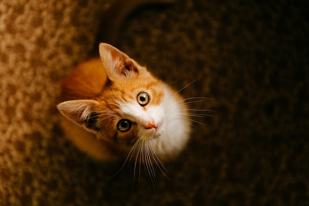 Photo ginger kitten at home