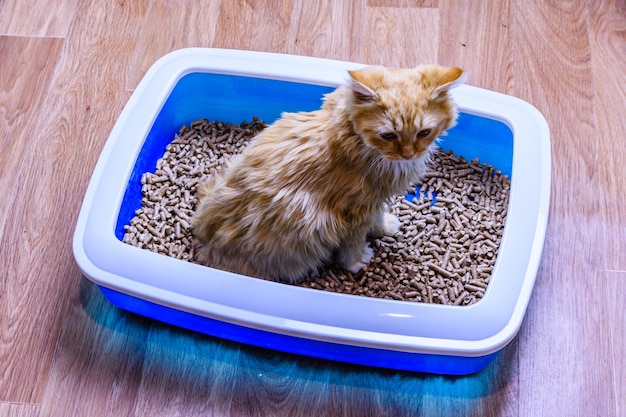 Ginger kitten in een kattenbak met vuller