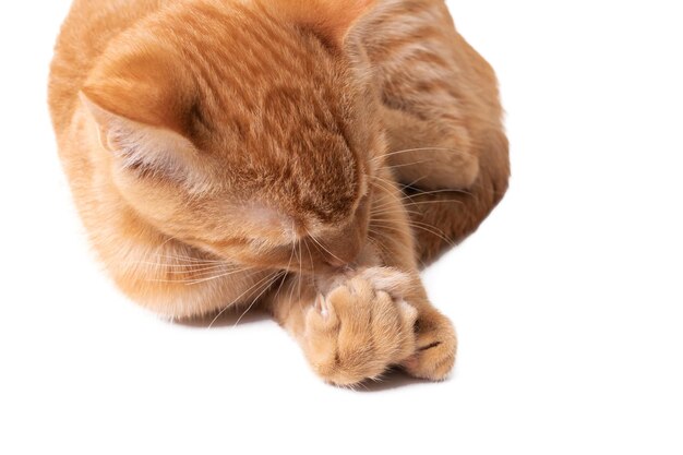 Ginger kitten licks paw isolated on white background