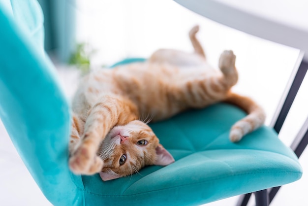 The ginger kitten lies on its back stretches sweetly and looks past the camera Light interior