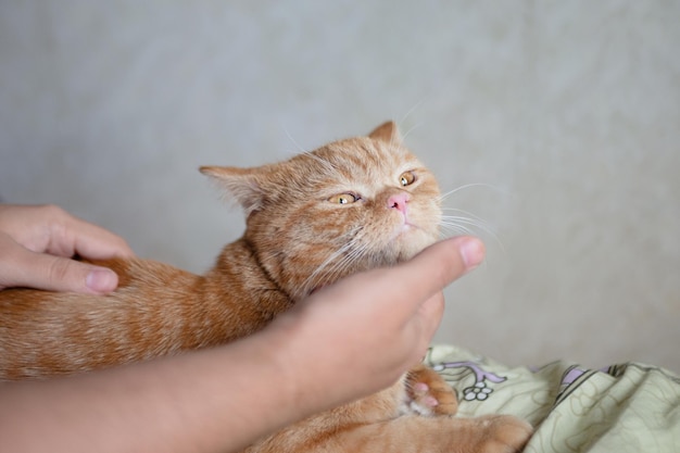 생강 고양이는 수컷 손으로 애완 동물이되는 것을 좋아합니다. Purebed 영국 쇼트 헤어 고양이