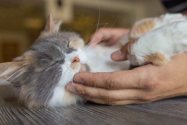 男の手に横たわっている生姜子猫