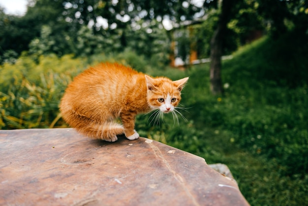 Фото Рыжий котенок на столе