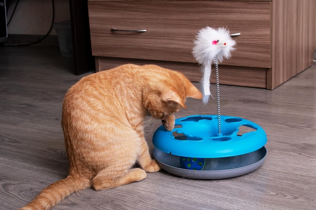 Ginger kitten playing with a cat toy