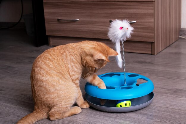 Ginger kitten playing with a cat toy