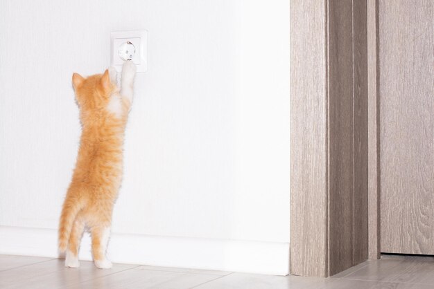 Имбирный котенок тянется за розеткой Учить детей безопасности в доме