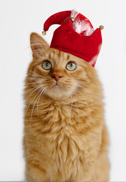 Ginger kitten in a red New Year's hat looks up. White background