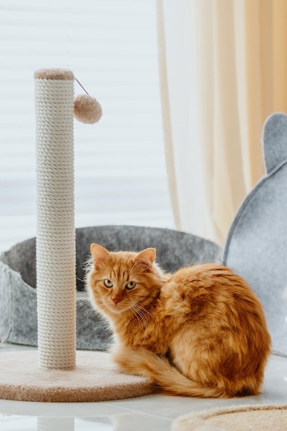 Ginger kitten sits near the scratching post and cat bed