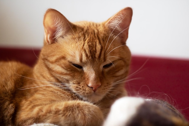 Ginger kitten sleeping in sunlight close up