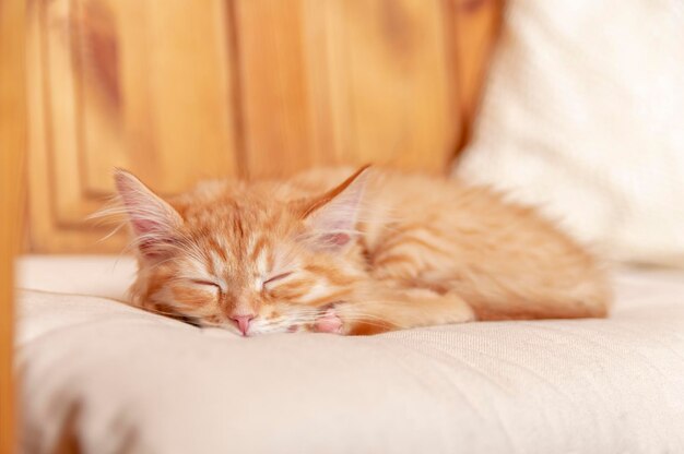 Ginger kitten sleeps on the bed in sunny room