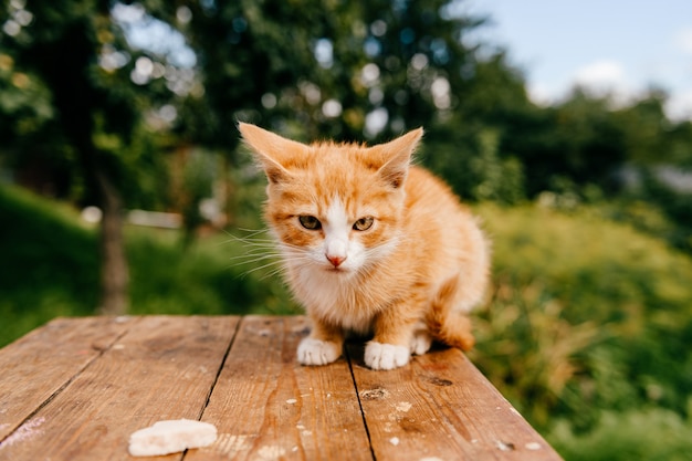 テーブルの上の生姜子猫