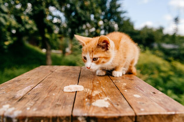 Ginger kitten on the table