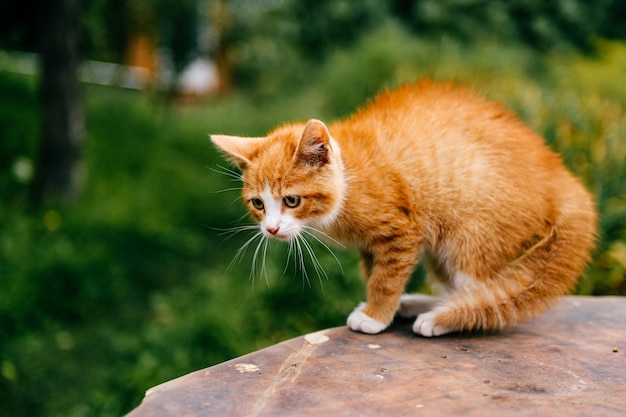 テーブルの上の生姜子猫