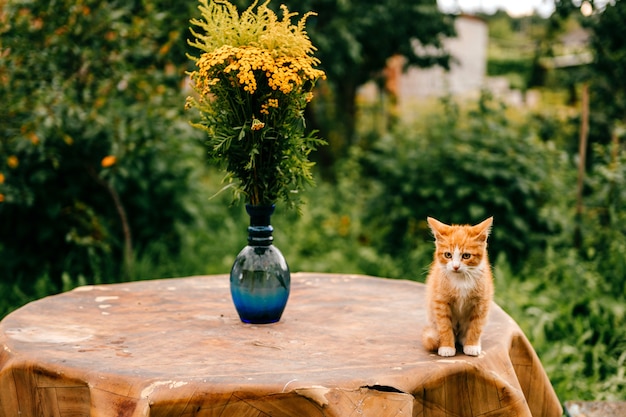 Ginger kitten on the table