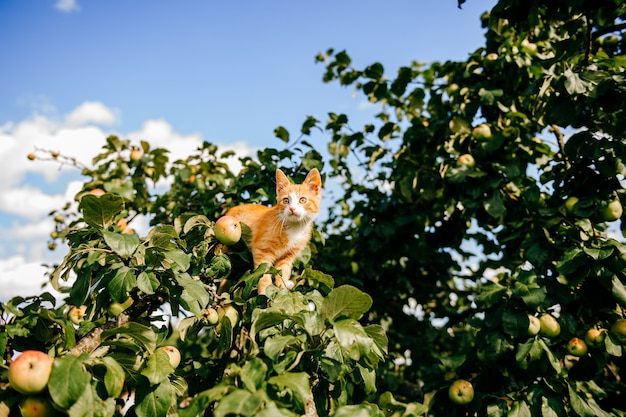 Ginger kitten on the tree