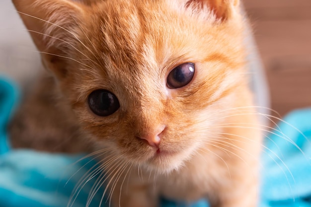 Ginger kitten with sore eyes and ears