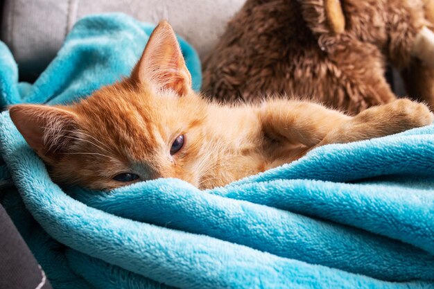 Ginger kitten with sore eyes and ears