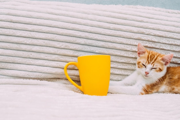 ベッドの上に黄色いカップを持つ生姜の子猫。朝のコンセプト