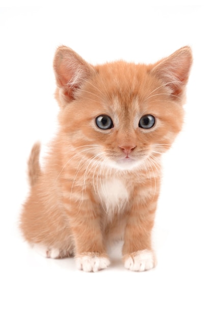 Ginger kitten