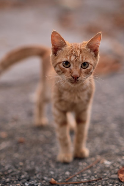 Foto gatto gattino zenzero in autunno