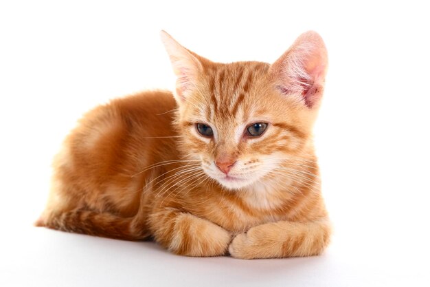 Ginger mackerel tabby kat geïsoleerd op een witte achtergrond