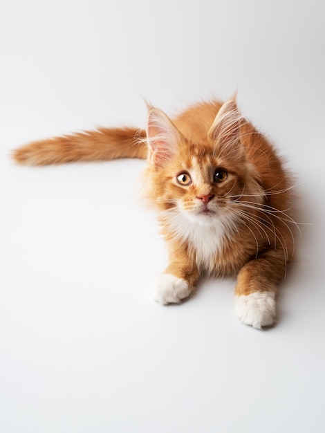 Ginger maine coon kitten liggend op een witte achtergrond