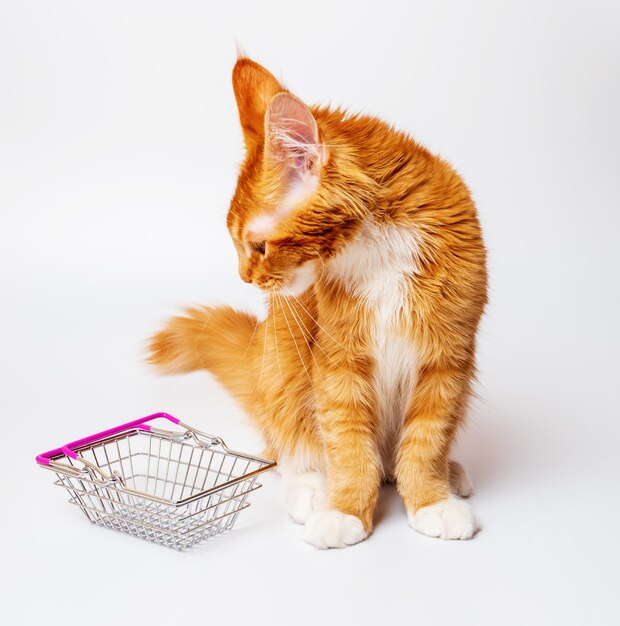 Ginger Maine Coon kitten looks into a steel shopping basket Isolated on white background