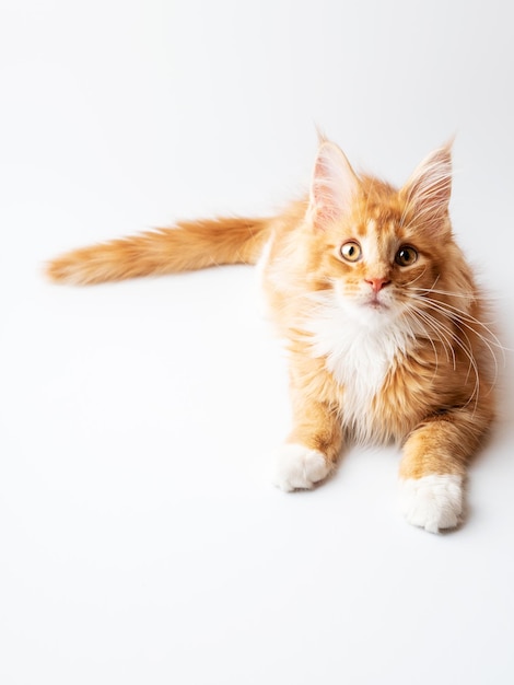 Ginger Maine Coon kitten lying on a white background