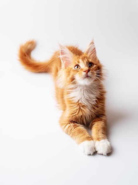 Ginger Maine Coon kitten lying on a white background