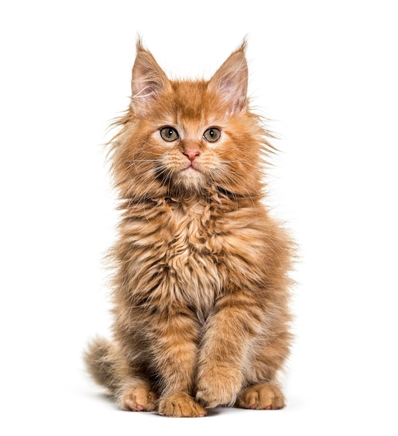 Ginger Maine coon kitten sitting