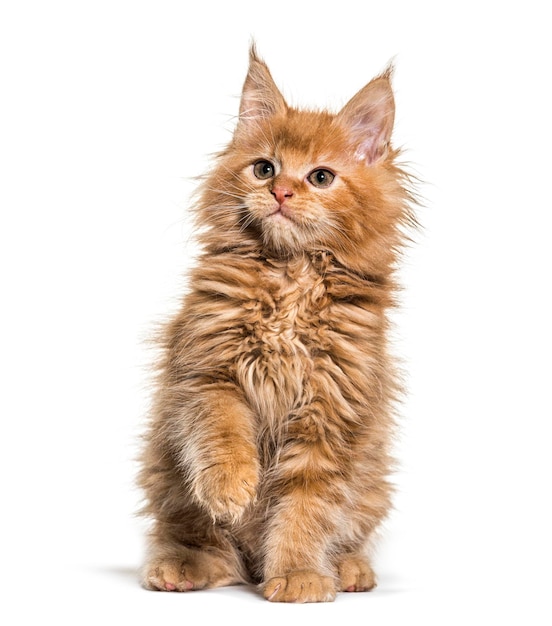 Ginger Maine coon kitten zitten