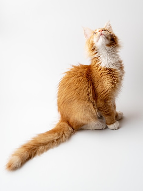 Ginger maine coon kitten zittend op een witte achtergrond